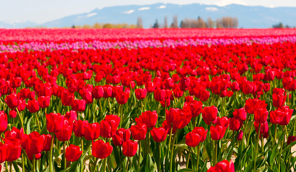 Tulip Field