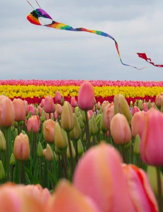 Skagit Valley Tulip Festival