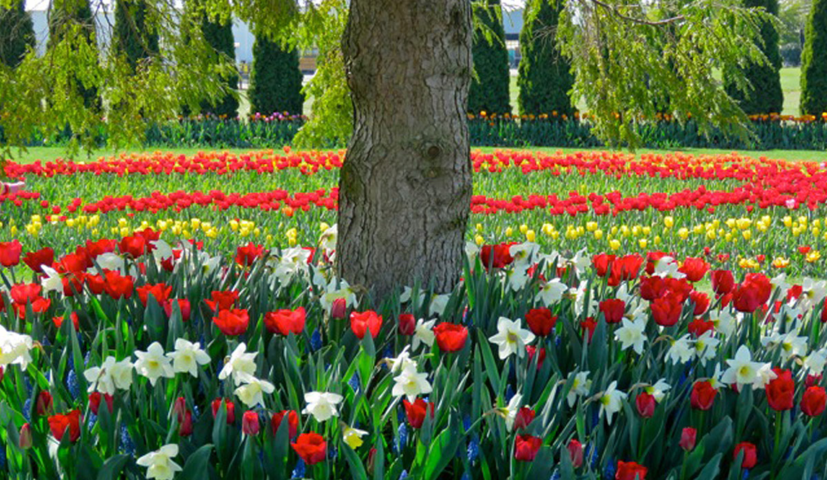 Tulips and Daffodils