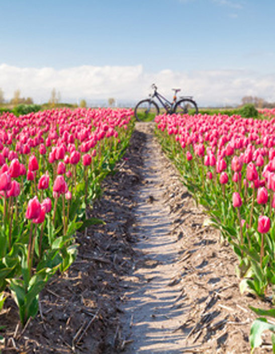 Tulip Country Bike Tours